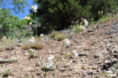 Silene crispata