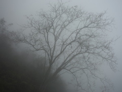 Tetradium glabrifolium