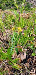 Senecio odoratus