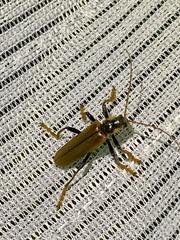 Lycocerus suturellus