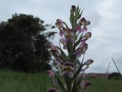 Brachycorythis pubescens