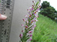 Brachycorythis pubescens