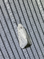 Spilosoma punctaria