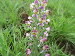 Brachycorythis pubescens