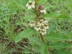 Pachycarpus asperifolius