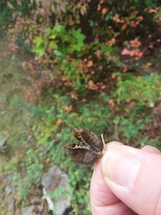 Astragalus neglectus