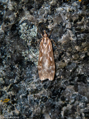 Scoparia halopis