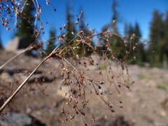 Luzula divaricata