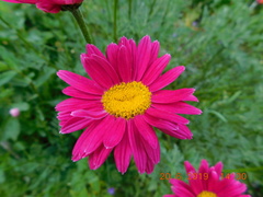 Tanacetum coccineum