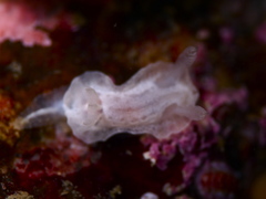 Goniodoris nodosa