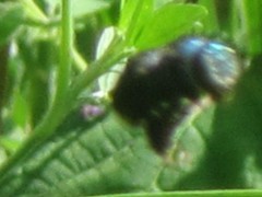 Xylocopa bombylans