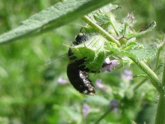 Xylocopa bombylans