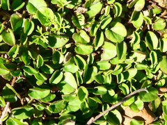 Falkia repens
