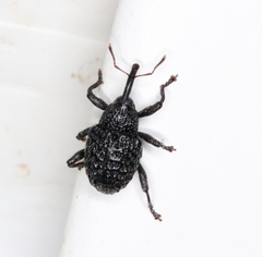 Melanterius semiporcatus