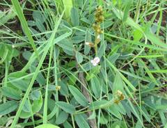 Ophrestia oblongifolia