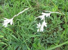 Dierama argyreum