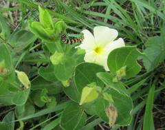 Thunbergia atriplicifolia