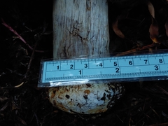 Cortinarius glaucocephalus