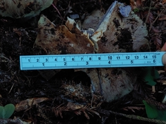 Cortinarius glaucocephalus