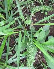 Ledebouria apertiflora
