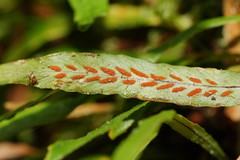 Notogrammitis billardierei