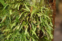 Notogrammitis billardierei