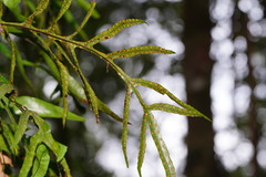 Microsorum pustulatum