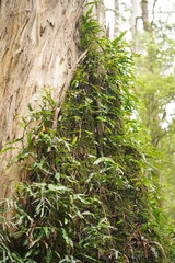 Microsorum pustulatum