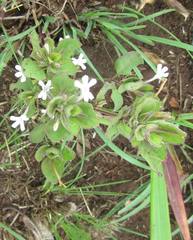 Dyschoriste burchellii