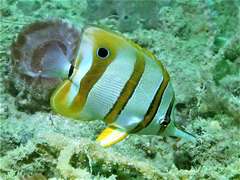 Chelmon rostratus