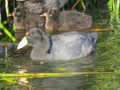 Fulica ardesiaca