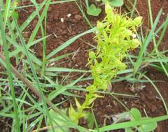 Habenaria tysonii