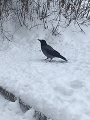 Corvus cornix