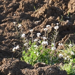 Diplotaxis erucoides