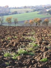 Diplotaxis erucoides