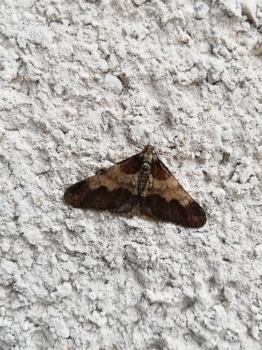 Agriopis leucophaearia