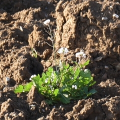 Diplotaxis erucoides