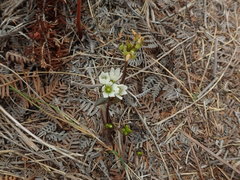 Gentianella chathamica