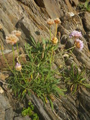 Armeria ruscinonensis