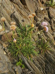 Armeria ruscinonensis