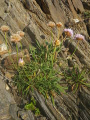Armeria ruscinonensis