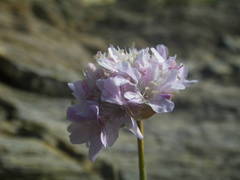 Armeria ruscinonensis