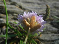 Armeria ruscinonensis