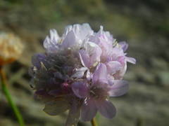 Armeria ruscinonensis