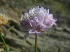 Armeria ruscinonensis