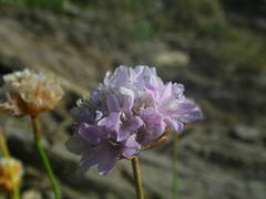 Armeria ruscinonensis