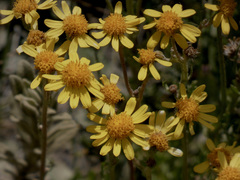Senecio pinnatifolius alpinus