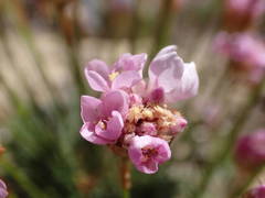 Armeria girardii