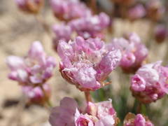 Armeria girardii