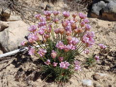 Armeria girardii
